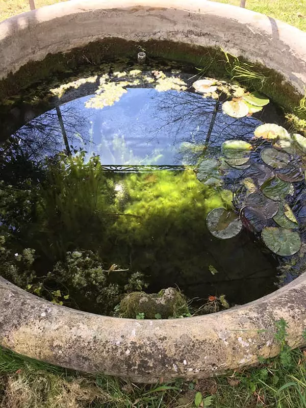 Petit bassin dans le jardin